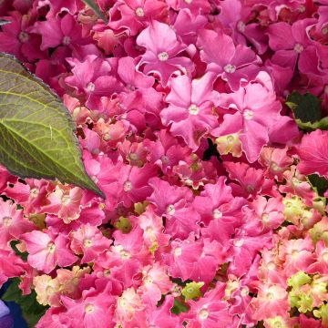 Jalohortensia Curly Sparkle Red