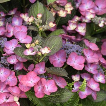 Jalohortensia Dark Angel Purple