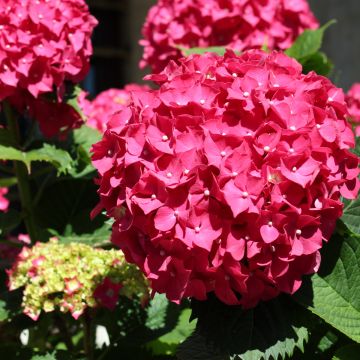 Jalohortensia Deutschland