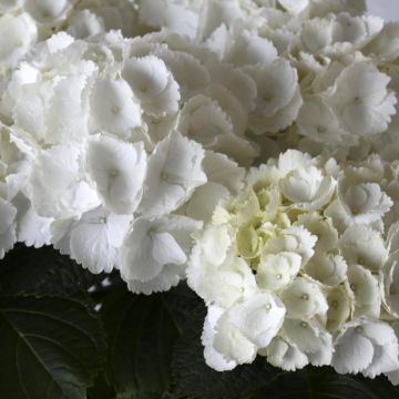 Jalohortensia Everbloom White Wonder