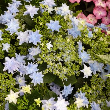 Jalohortensia Fireworks Blue