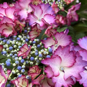 Jalohortensia Rendez-Vous French Cancan