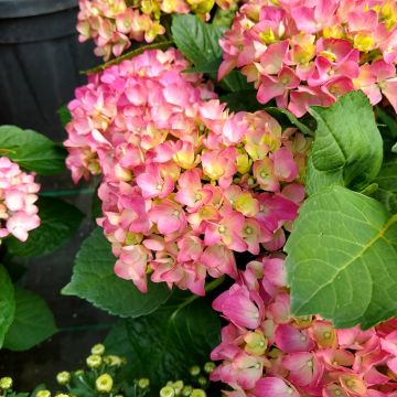 Jalohortensia Gräfin Cosel