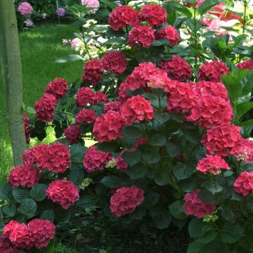 Jalohortensia Julisa