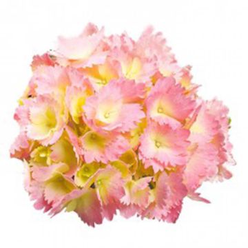 Jalohortensia Kumiko