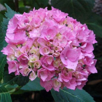 Jalohortensia La Marne