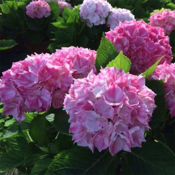 Jalohortensia Rendez-Vous La Vie en Rose