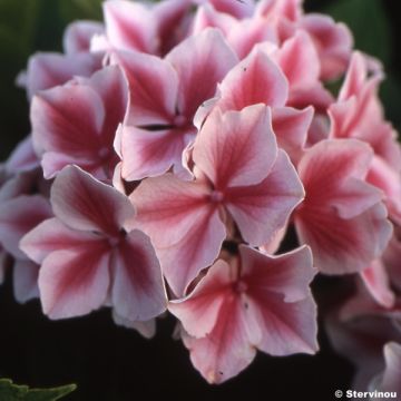 Jalohortensia Lady Nobuko