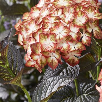 Jalohortensia Black Diamonds Light My Fire