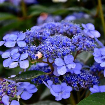Jalohortensia Mariesii Perfecta