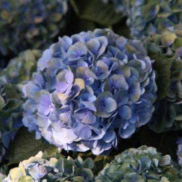 Jalohortensia Mathilde Gutges