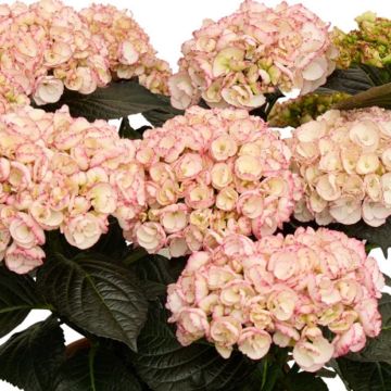 Jalohortensia Midnight Pearl - Black Diamonds Serie