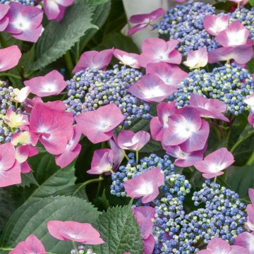 Jalohortensia Mousmee