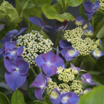 Jalohortensia Nachtigall