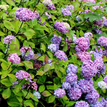 Jalohortensia Nigra