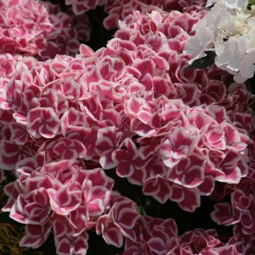 Jalohortensia Red Ace