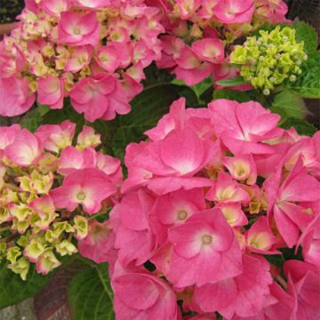 Jalohortensia Rosita