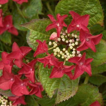 Jalohortensia Rotschwanz