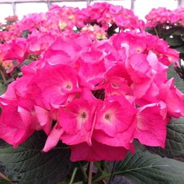 Jalohortensia Dutch Ladies Saskia