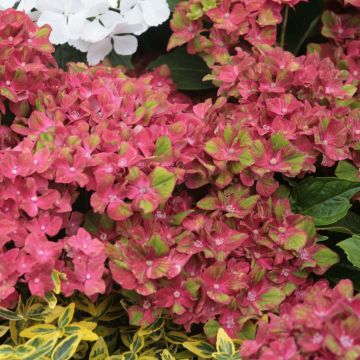 Jalohortensia Schloss Wackerbarth