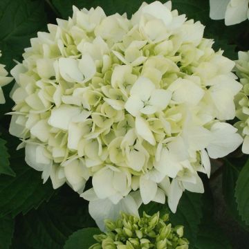 Jalohortensia Soeur Thérèse