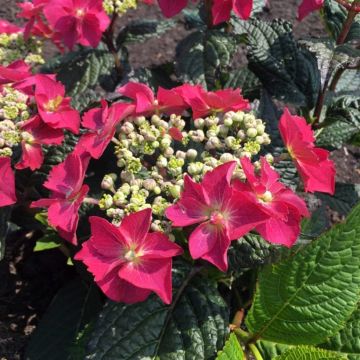 Jalohortensia Flair & Flavours Strawberry n Cream