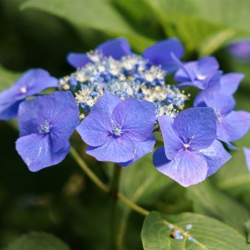 Jalohortensia Teller Blue