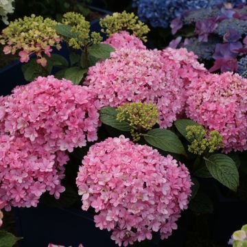 Jalohortensia Umbrella