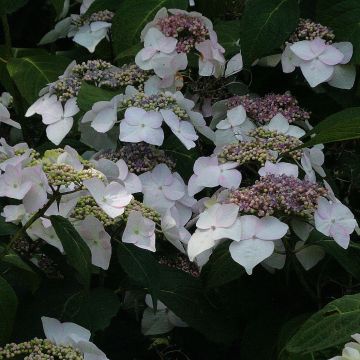 Jalohortensia Veitchii