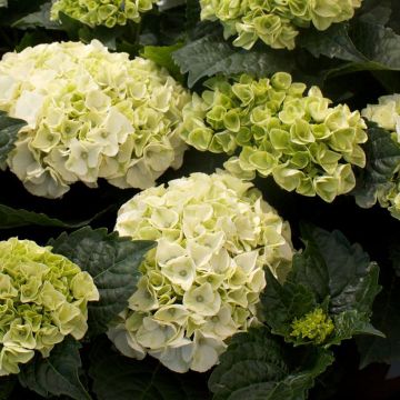 Jalohortensia Wudu