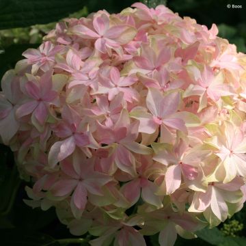 Jalohortensia You and Me Inspire
