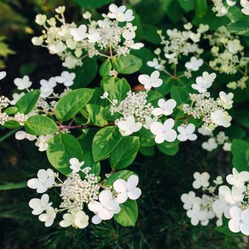 Syyshortensia Early Sensation