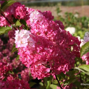 Syyshortensia Fraise Melba
