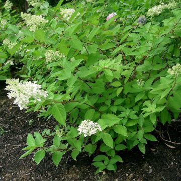 Syyshortensia Grandiflora