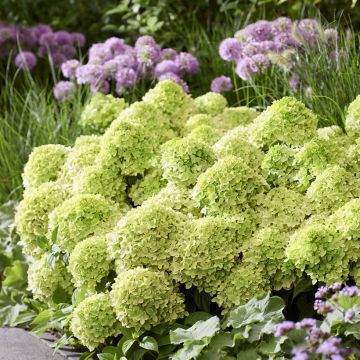 Syyshortensia Groundbreaker Greeny