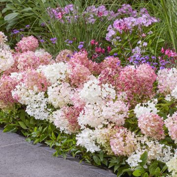 Syyshortensia Groundbreaker Blush