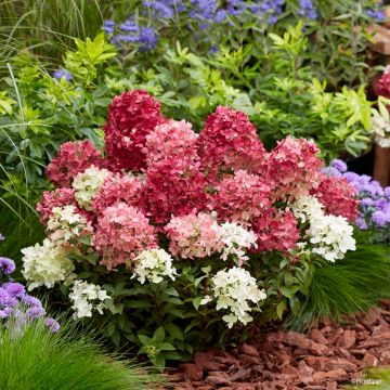 Syyshortensia Groundbreaker Ruby