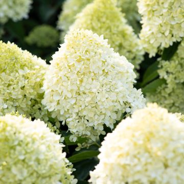 Syyshortensia Living Cotton Cream