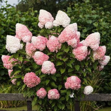 Syyshortensia Living Pink & Rose