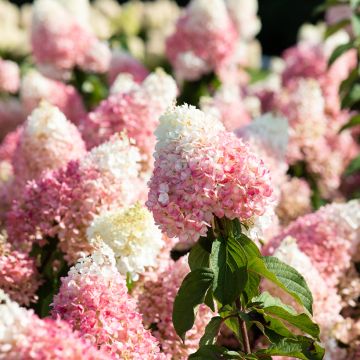 Syyshortensia Living Strawberry Blossom
