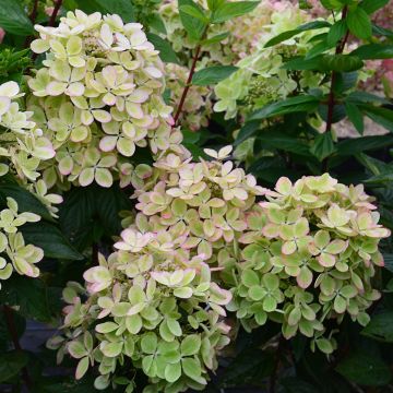 Syyshortensia Pastelgreen
