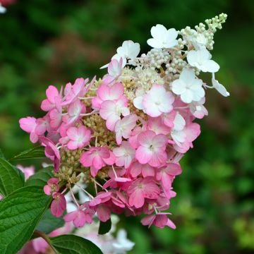 Syyshortensia Pinky Winky