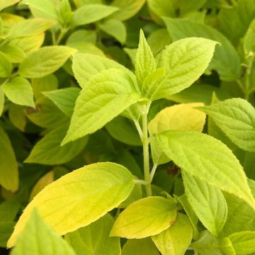 Syyshortensia Sunlight