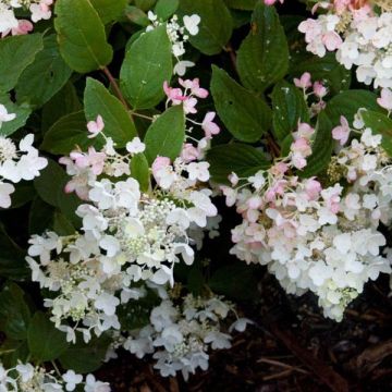 Syyshortensia White Diamonds