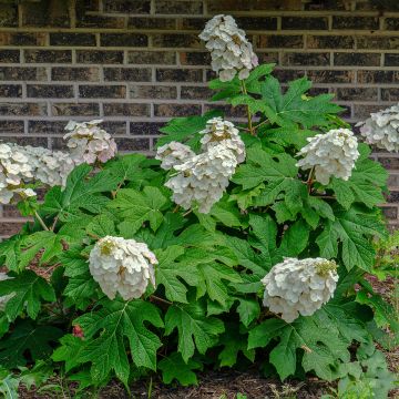 Tammihortensia Alice