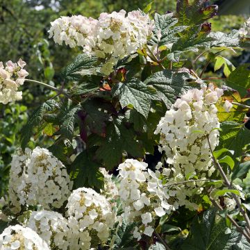 Tammihortensia Applause