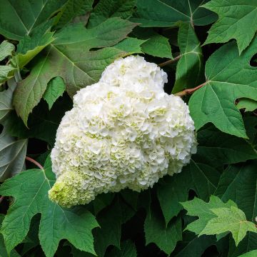 Tammihortensia Harmony