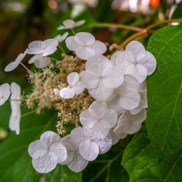 Tammihortensia Ice Crystal