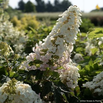 Tammihortensia Little Yeti