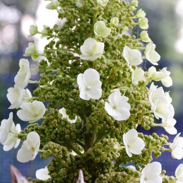 Tammihortensia Munchkin